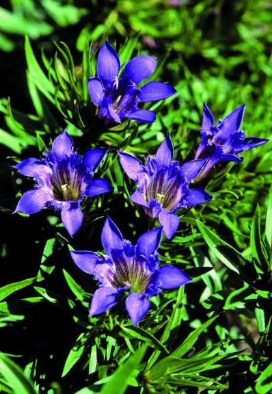 Gentiana Paradoxa-hybr. Blue Herald (1480)